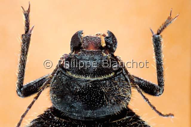 Prionotheca coronata.JPG - Prionotheca coronata (Portrait)TenebrionDarkling beetleColeopteraTenebrionidaeEgypte